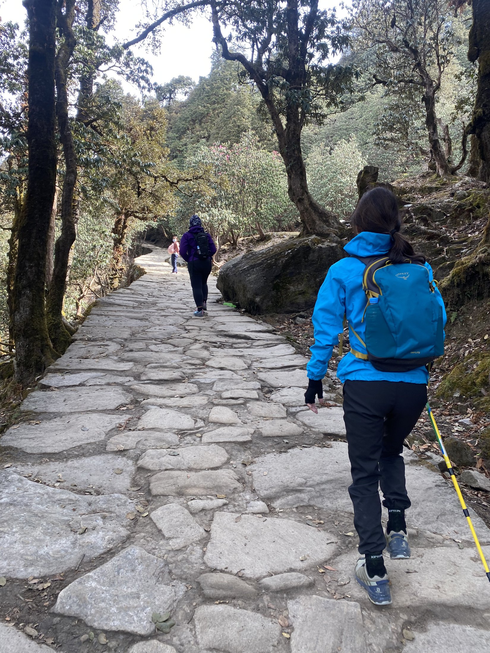 Guests trekking the stone path through rhododendron forest toward Tungnath